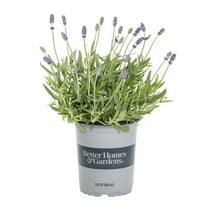 Better Homes & Gardens 1 Quart Scent Lavender Perennial Live Plant 5 -Pack with Grower Pot
