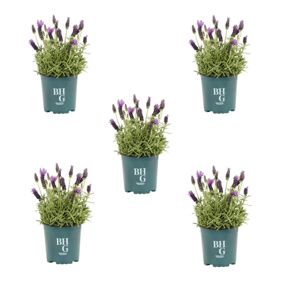 Better Homes & Gardens 1QT Spanish Lavender Live Perennial Plant Sun 5-Pack