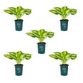 thumbnail image 1 of Better Homes & Gardens 1QT Variegated Hosta Live Perennial Plant Sun 5 -Pack, 1 of 8