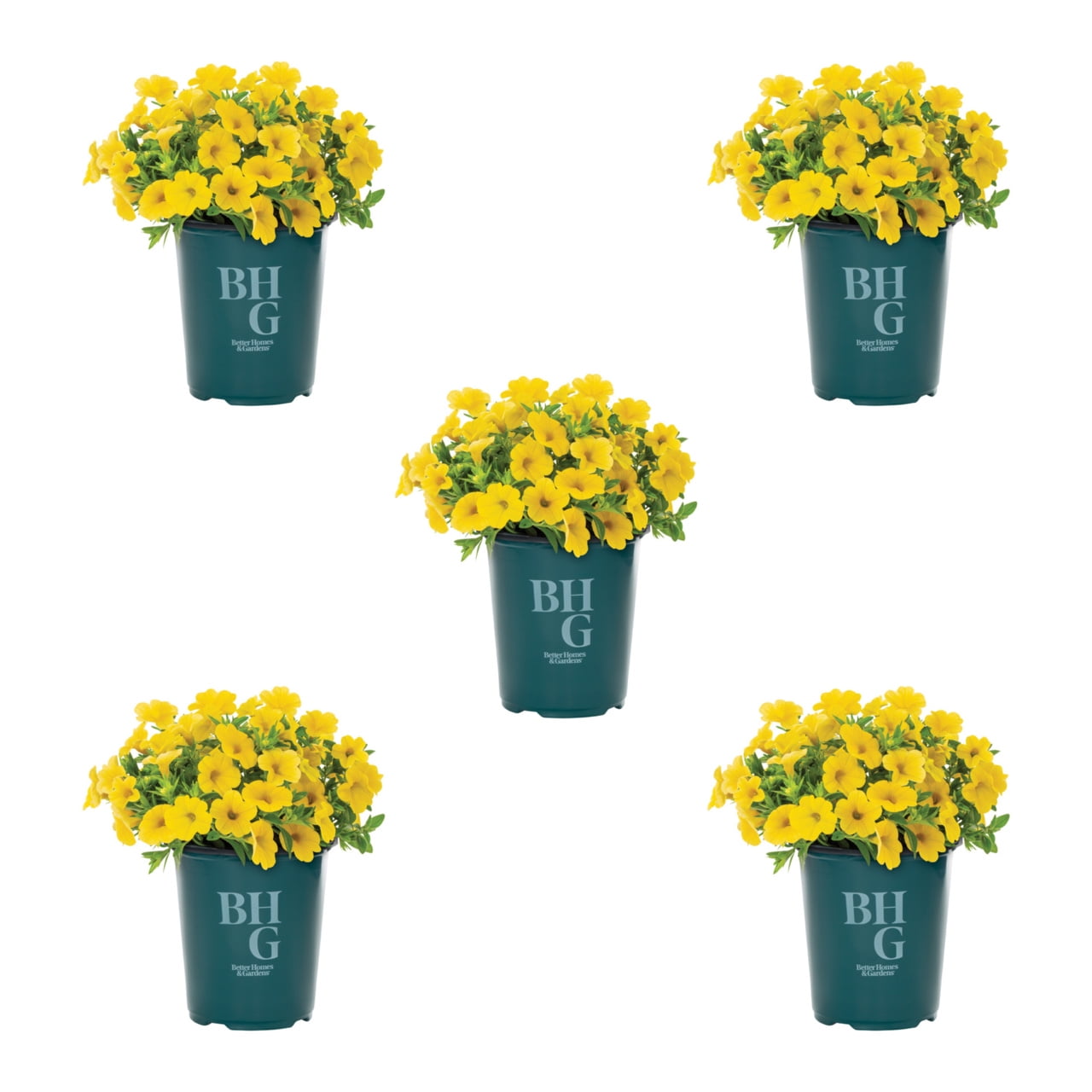 Better Homes & Gardens 1.5PT Yellow Calibrachoa Live Annual Plant Sun 5-Pack