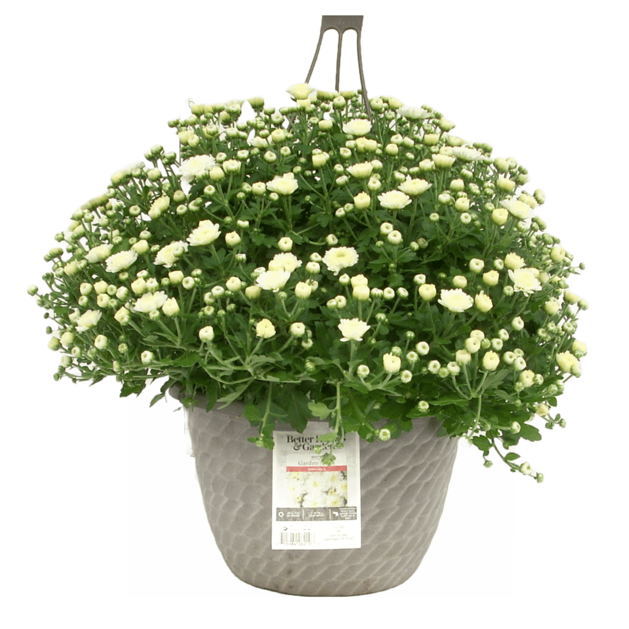 Chrysanthemum and Tanacetum Flower Basket Chrysanthemum and Tanacetum Flower Basket