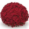 thumbnail image 1 of Better Homes & Gardens 10-inch Chrysanthemum Red, Garden Chrysanthemum, Full sun plant, 1 of 9
