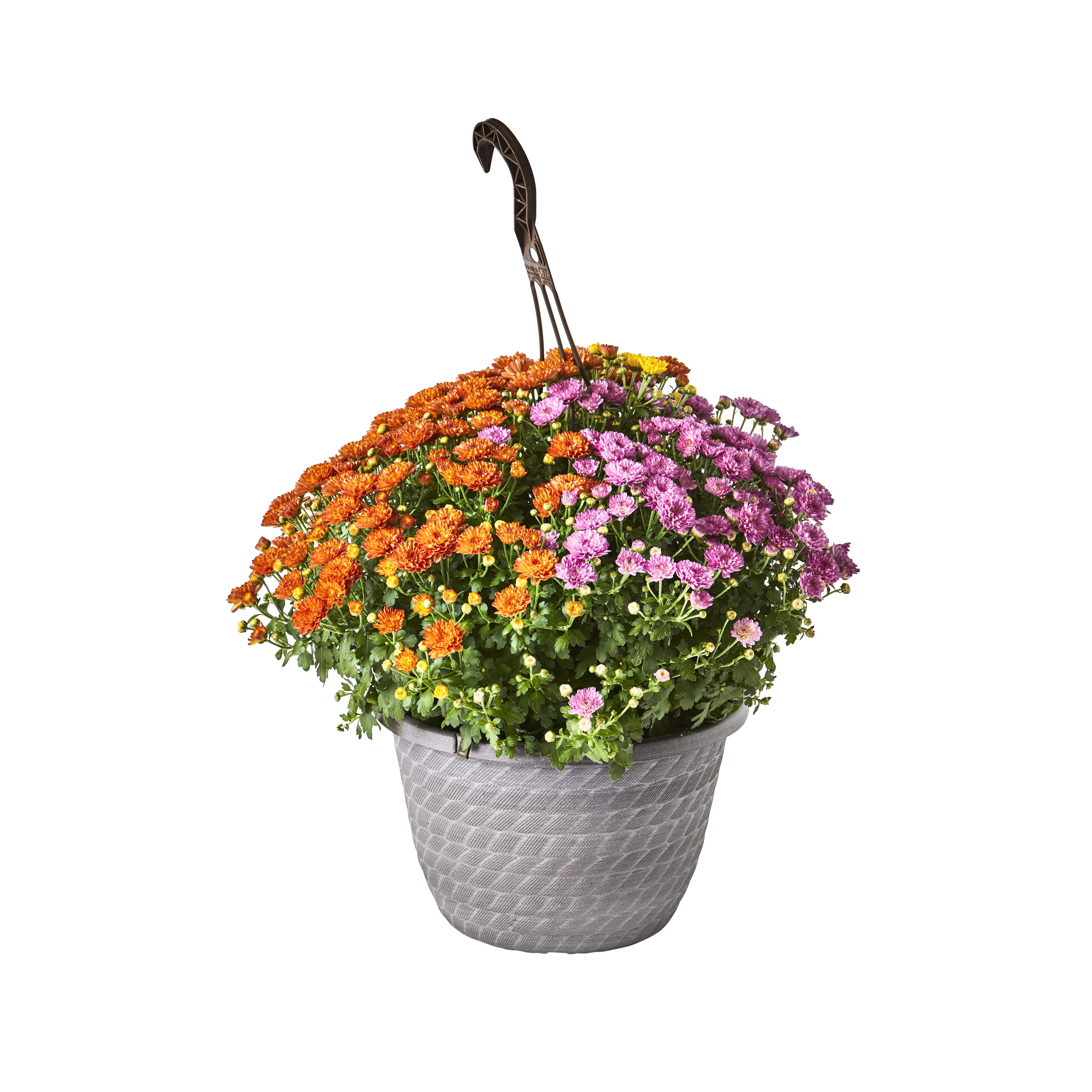 Better Homes & Gardens 10inch Chrysanthemum TriColor, Hanging Basket
