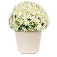 thumbnail image 1 of Better Homes & Gardens 12in White Mum Live Plants Sun, 1 of 4