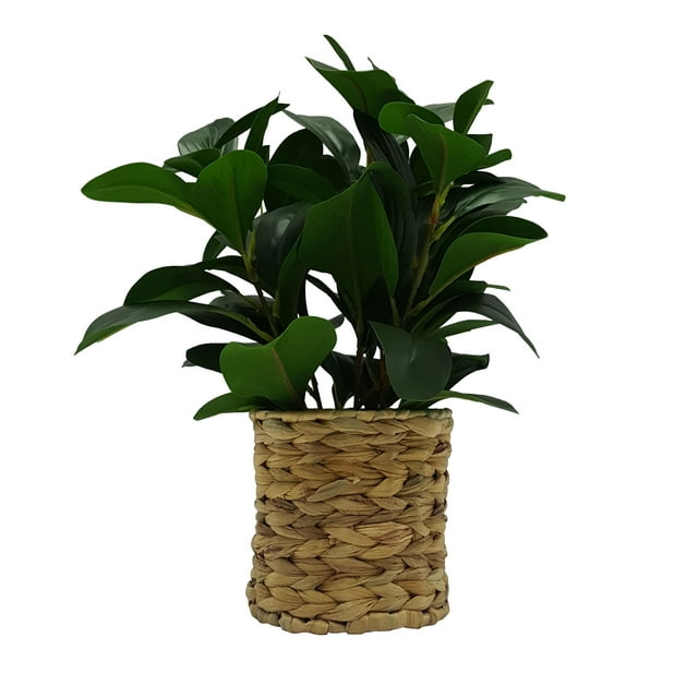 Better Homes & Gardens 13" Artificial Peperomia Plant in Natural Wicker Basket