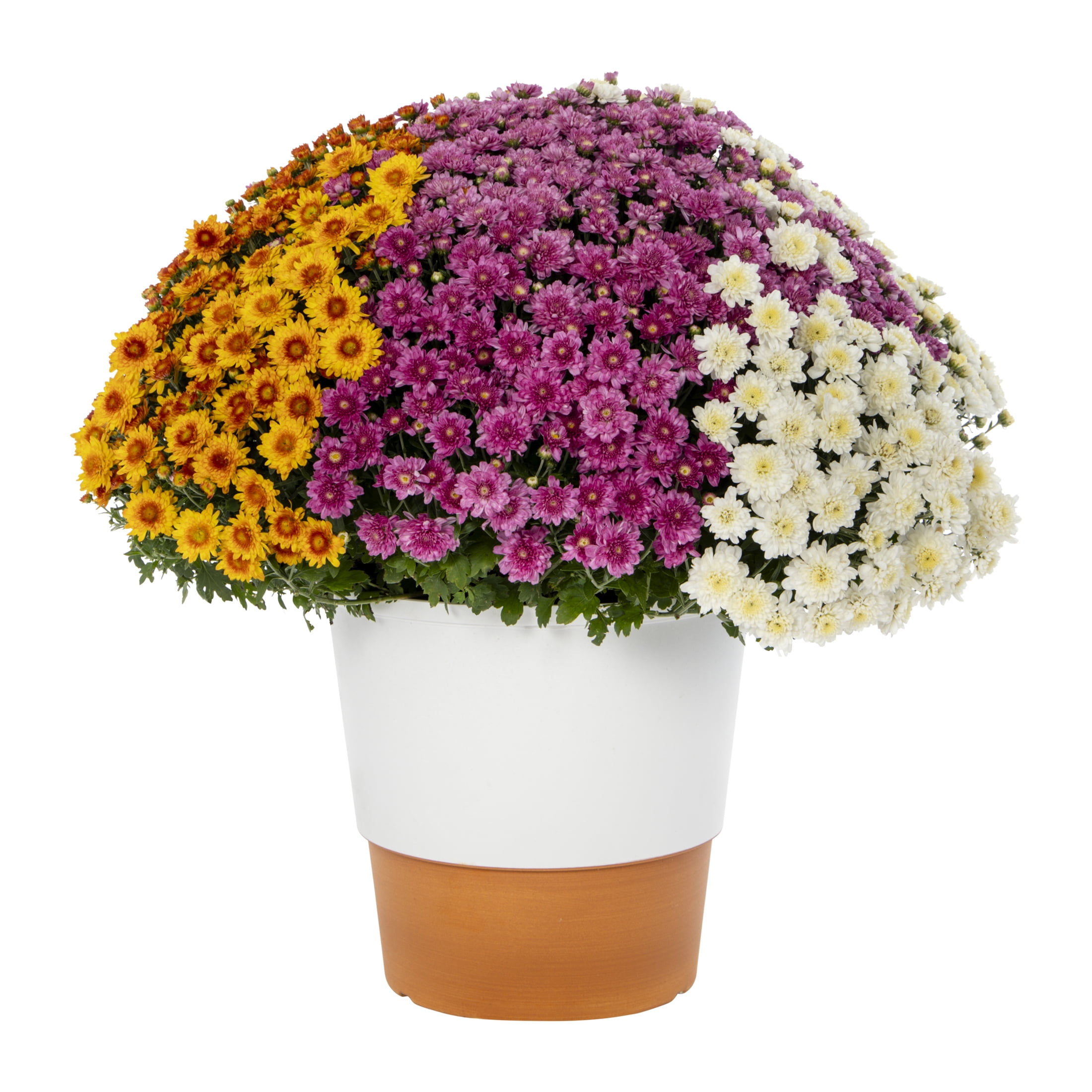 Better Homes & Gardens 14" Orange Purple White Garden Mum Mixed Live Plant in Decorative Planter