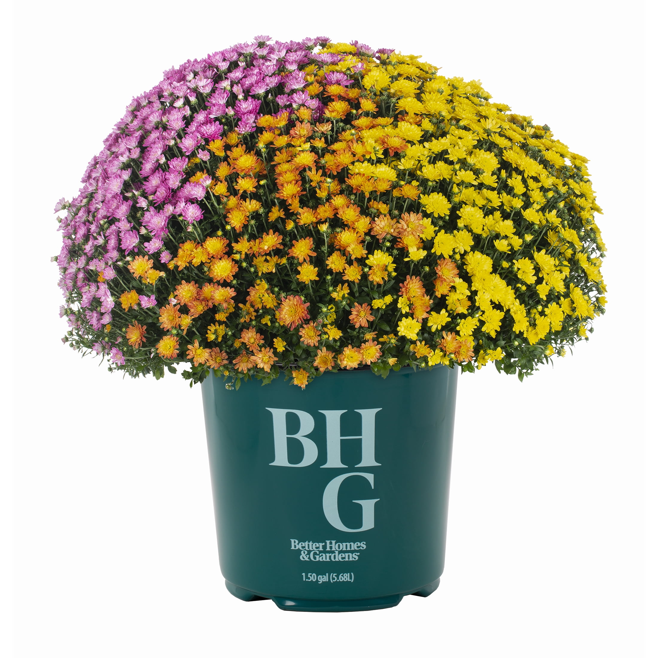 Better Homes & Gardens 14" Orange Purple Yellow Garden Mum Mixed Live Plant in Decorative Planter