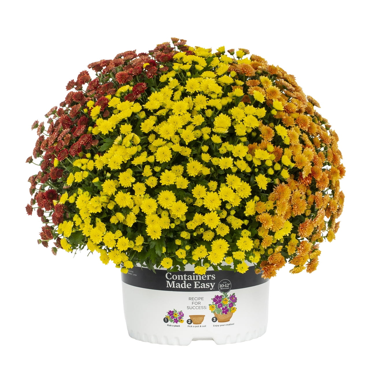Better Homes & Gardens 14" Orange Red Yellow Garden Mum Mixed Live Plant in Decorative Planter