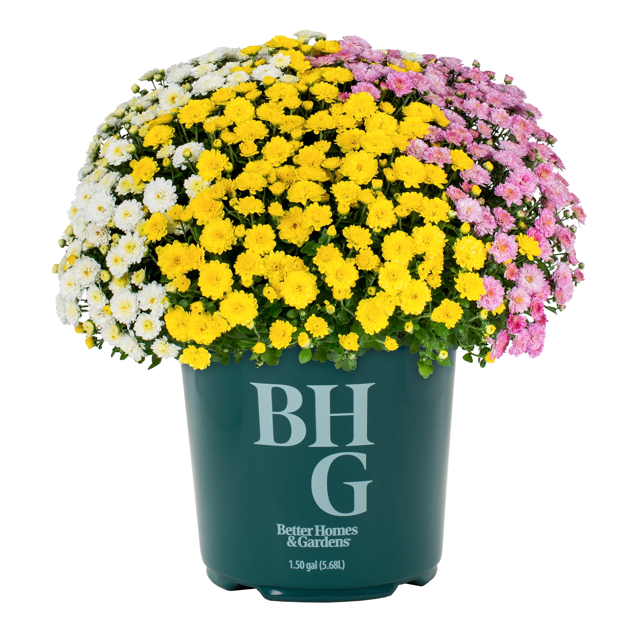 Better Homes & Gardens 14" Purple White Yellow Garden Mum Mixed Live Plant in Decorative Planter