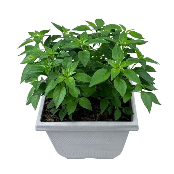Better Homes & Gardens 1G Orange Red Yellow Ornamental Peppers Live Plant Decorative Pot
