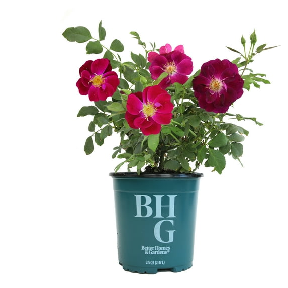 Better Homes & Gardens 1G Rose Celestial Sky Blue Flowering Live Plants Full Sun Purple