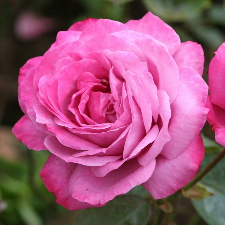 Rose Garden Spray Rose Sterling Sensation CA-Grown(Lavender