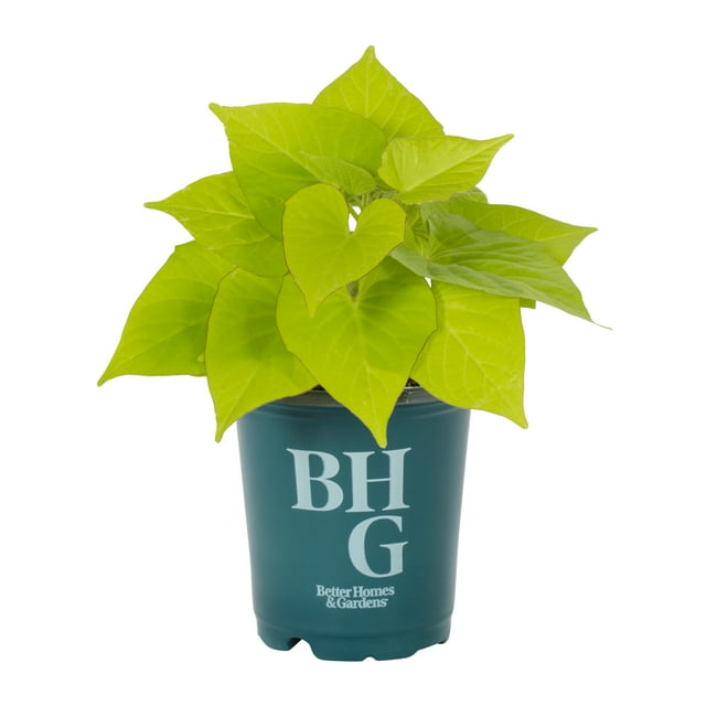 Better Homes & Gardens 1PT Green Ipomoea Annual Live Plants (6 Pack) with Grower Pot