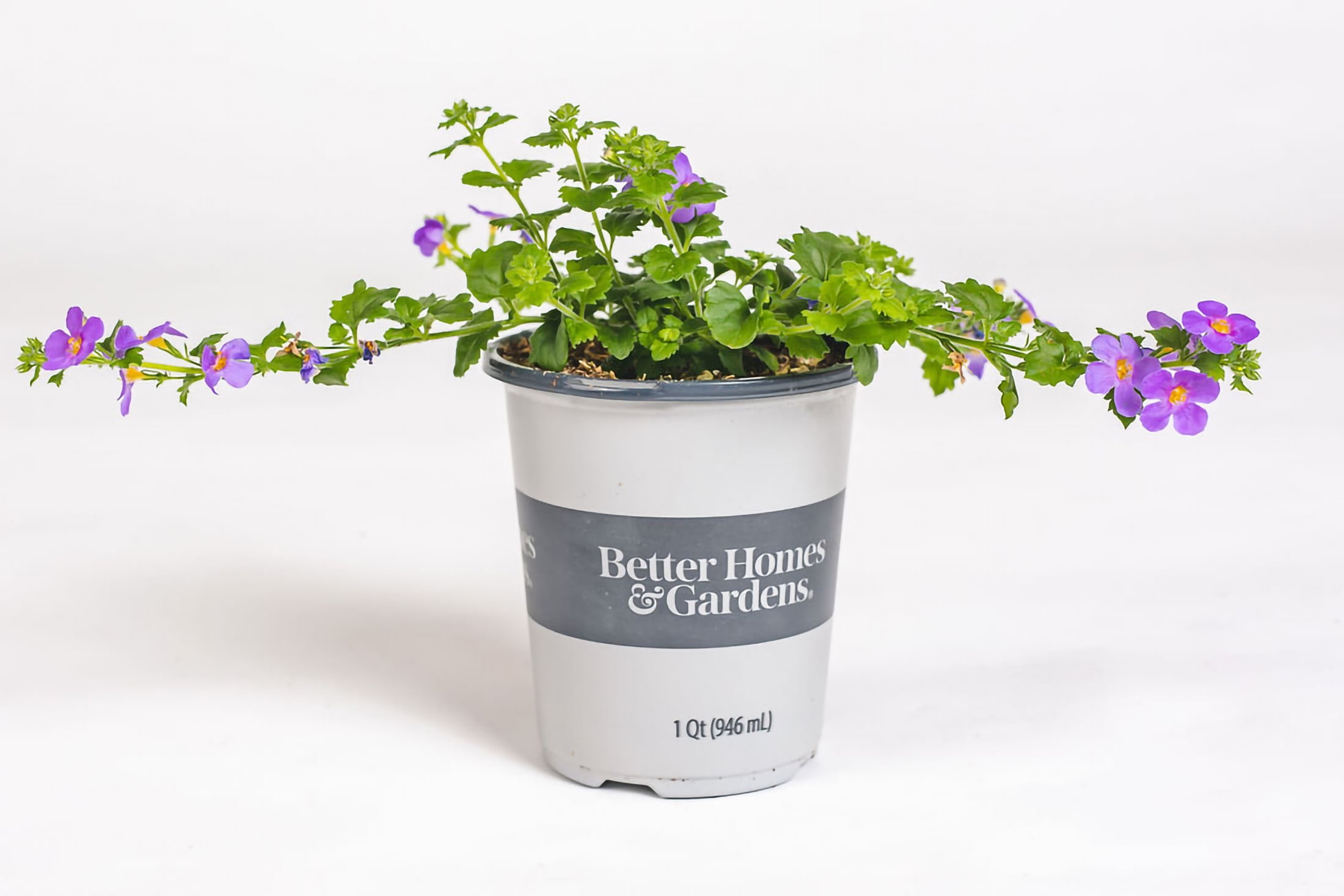 https://i5.walmartimages.com/seo/Better-Homes-Gardens-1QT-Bacopa-Baha-Blue-Sand-Annual-Live-Plant_bcfa4f9b-4b58-47db-ac71-48d577f46916.e8f39d3defe1ee73a46fcf4e5f47cc89.jpeg