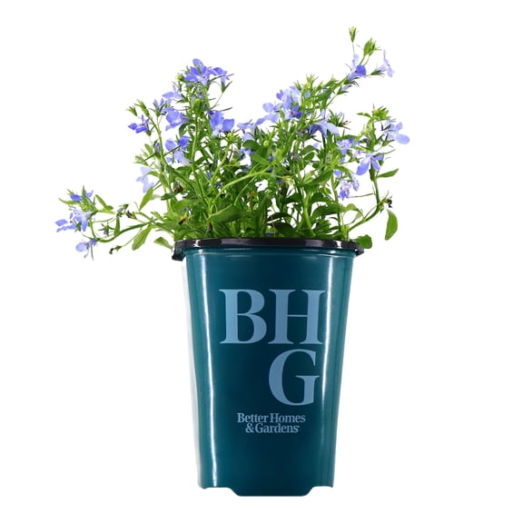 Better Homes & Gardens 9" Blue Lobelia Live Plants in 5" Grower Pot Full Sun