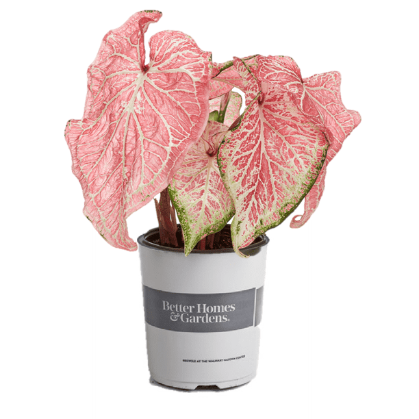 Better Homes & Gardens 1QT Caladium Pink Annual Live Plant