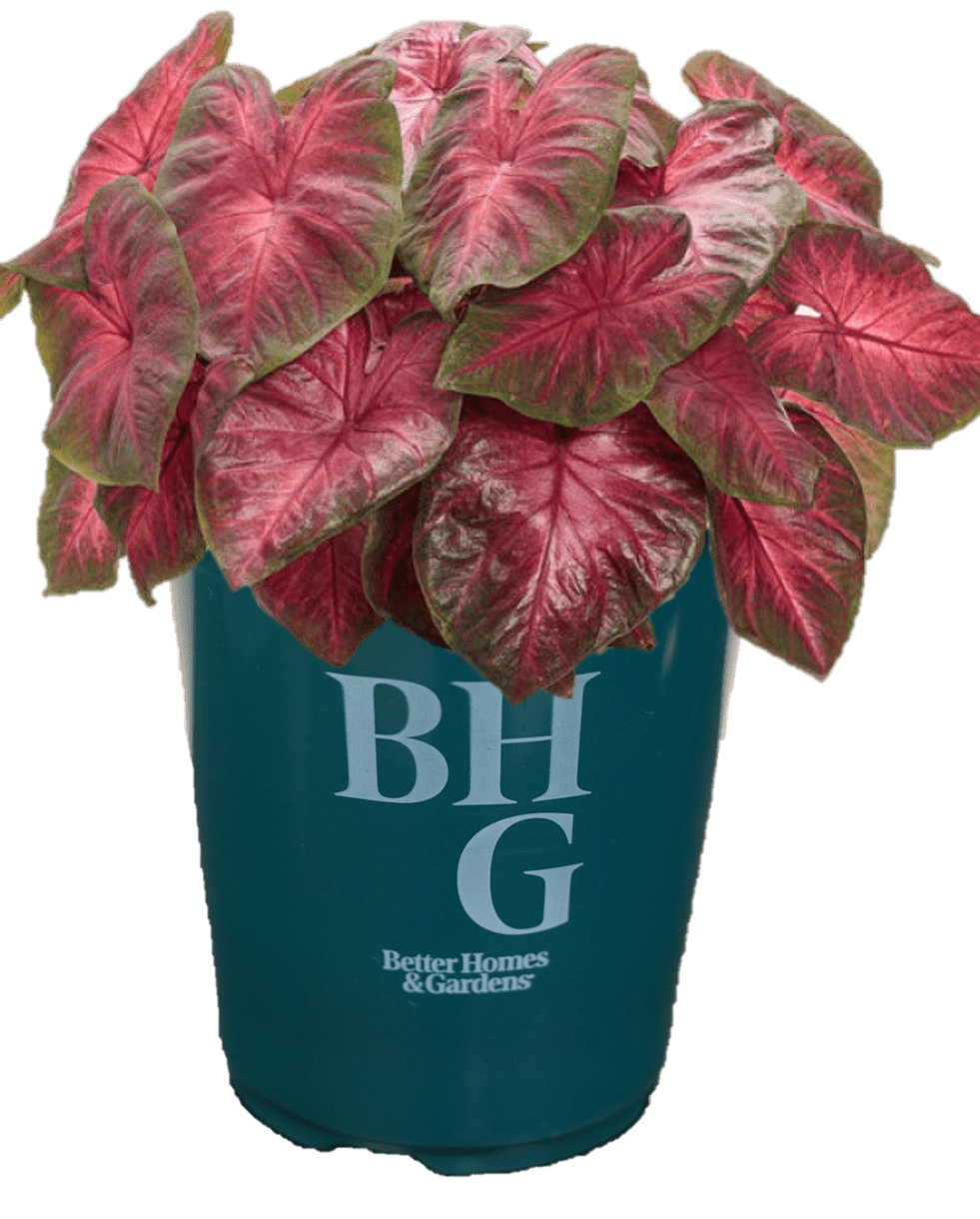 Better Homes & Gardens 1QT Caladium Red Live Plant Annual