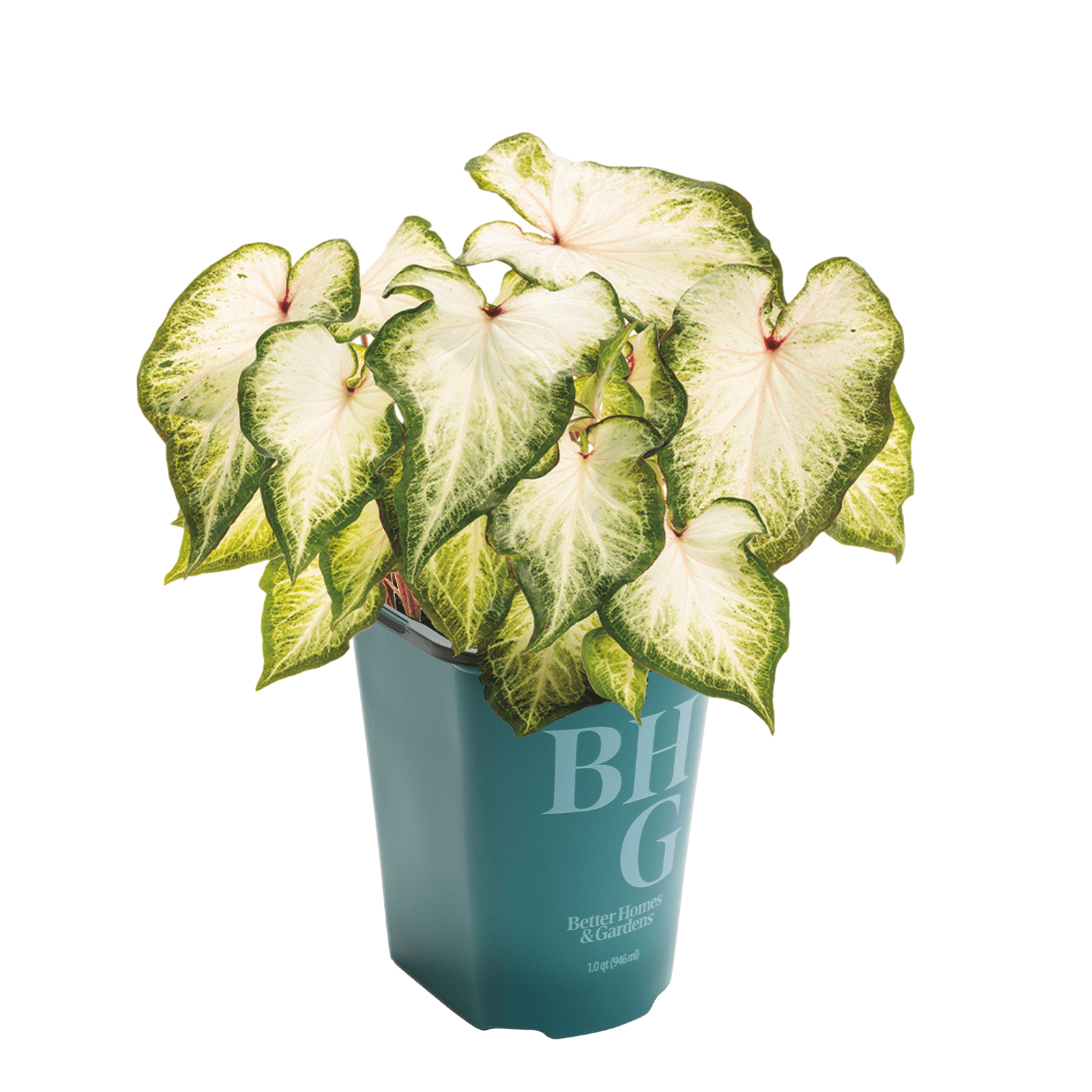 Better Homes & Gardens 1QT Caladium White & Green Perennial Live Plant