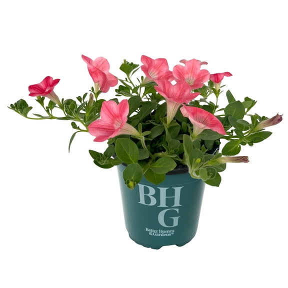 Better Homes & Gardens 1QT Coral White Petunia Live Plant Grower Pot Sun