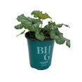 thumbnail image 1 of Better Homes & Gardens Heuchera Live Plant - 1QT, Various Colors, Full Sun Perennial, 1 of 7