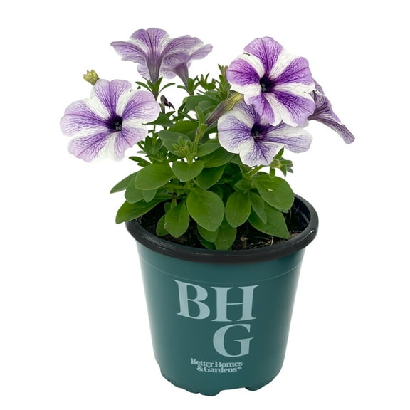 Better Homes & Gardens 1QT Lavender White Petunia Live Plant Grower Pot Sun
