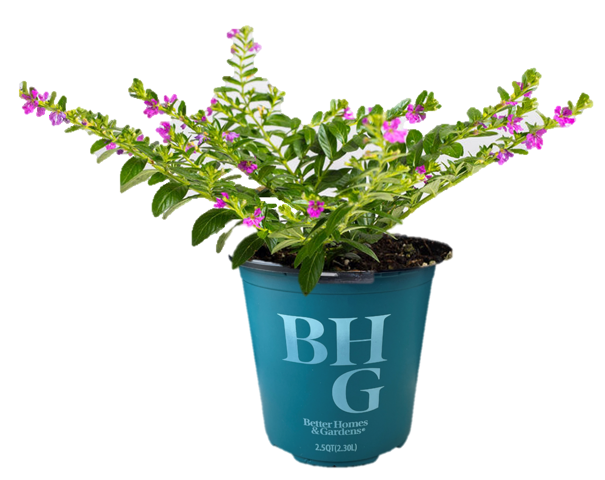 Better Homes & Gardens 1QT Mexican Heather Purple Annual Live Plant