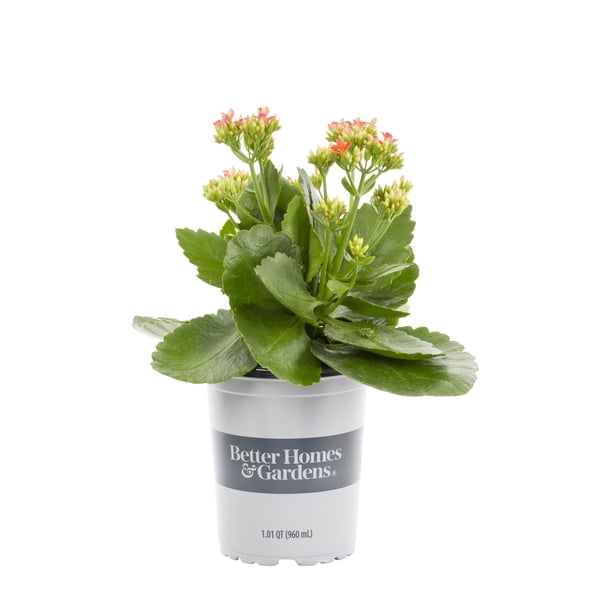 Better Homes & Gardens 1QT Multicolor Kalanchoe Live Plant with Grower