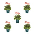 thumbnail image 1 of Better Homes & Gardens 1QT Orange Geranium Live Annual Plant Sun 5-Pack, 1 of 6