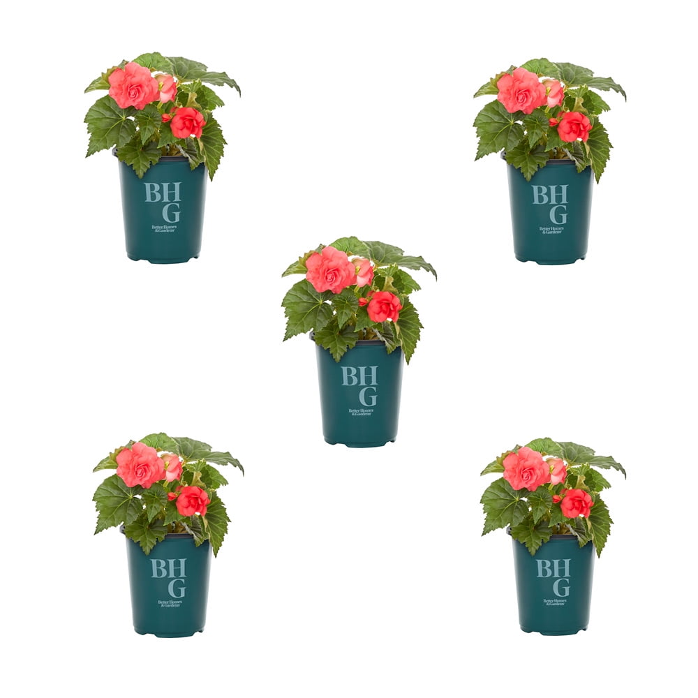 Better Homes & Gardens Pink Begonia Live Annual Plant for Shade, 5-Pack