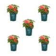 thumbnail image 1 of Better Homes & Gardens 1QT Pink Begonia Live Annual Plant Shade 5-Pack, 1 of 7