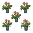thumbnail image 1 of Better Homes & Gardens 1QT Pink Gerbera Daisy Live Annual Plant Sun 5-Pack, 1 of 6