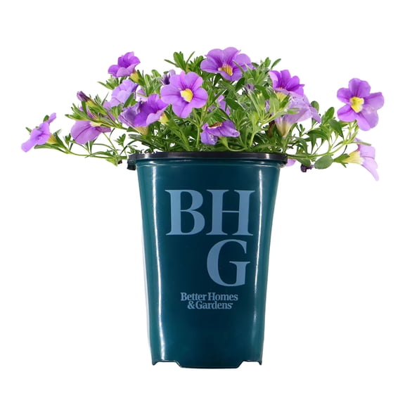 Better Homes & Gardens 9" Purple Calibrachoa Live Plants in 5" Grower Pot Full Sun