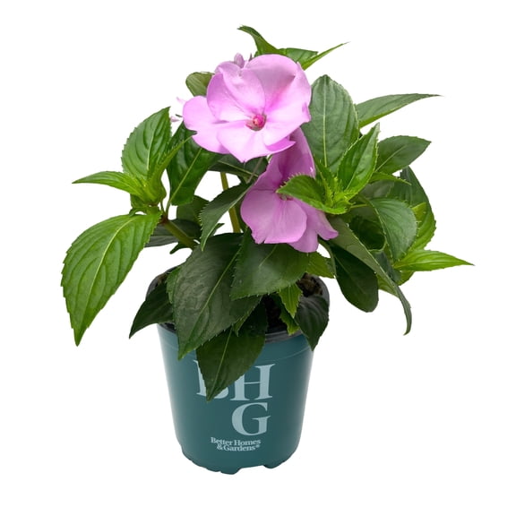 Better Homes & Gardens 1QT Purple New Guinea Impatien Live Plant Grower Pot Part Shade