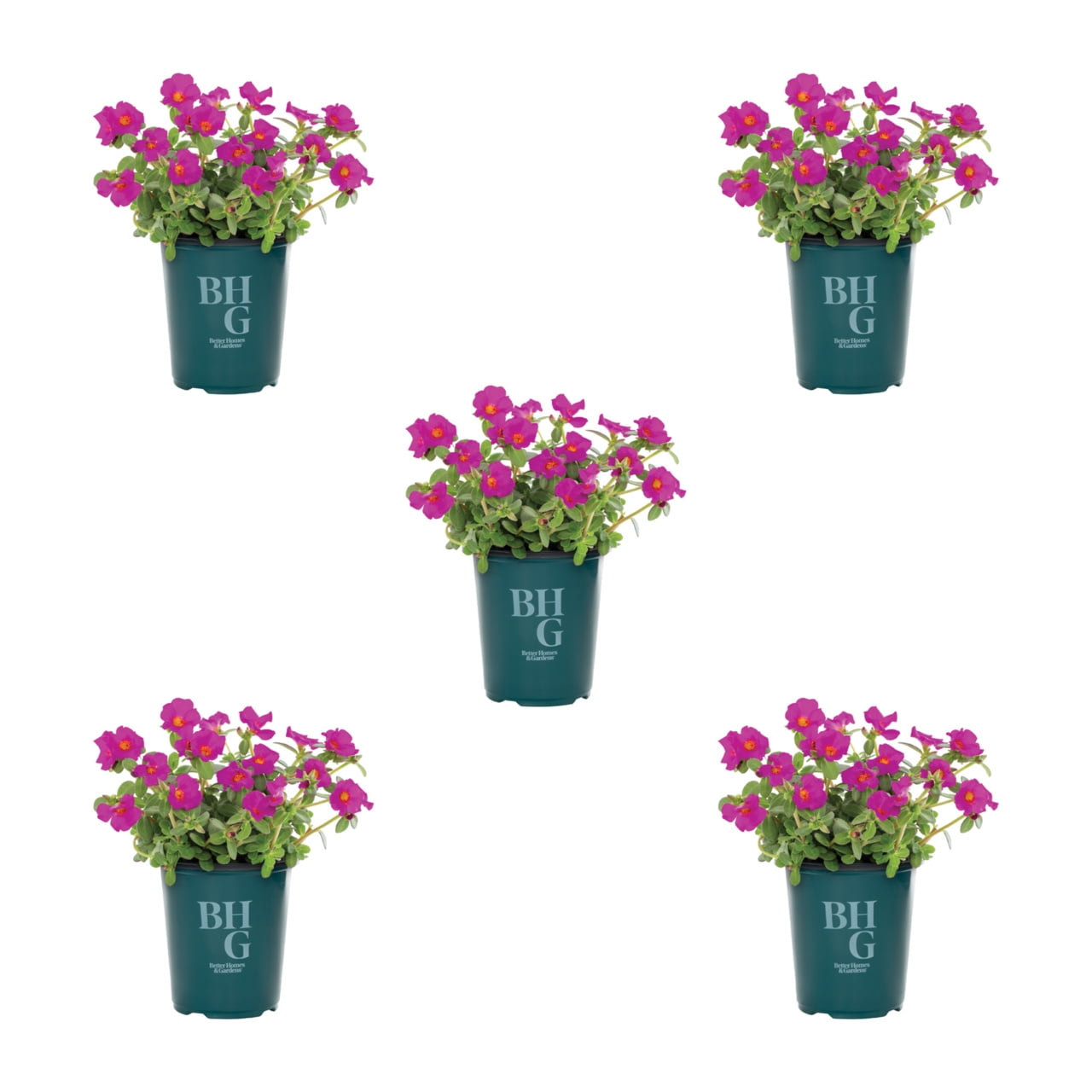 Better Homes & Gardens Purple Purslane Live Annual Plant, Sun, 5-Pack, 1.5PT