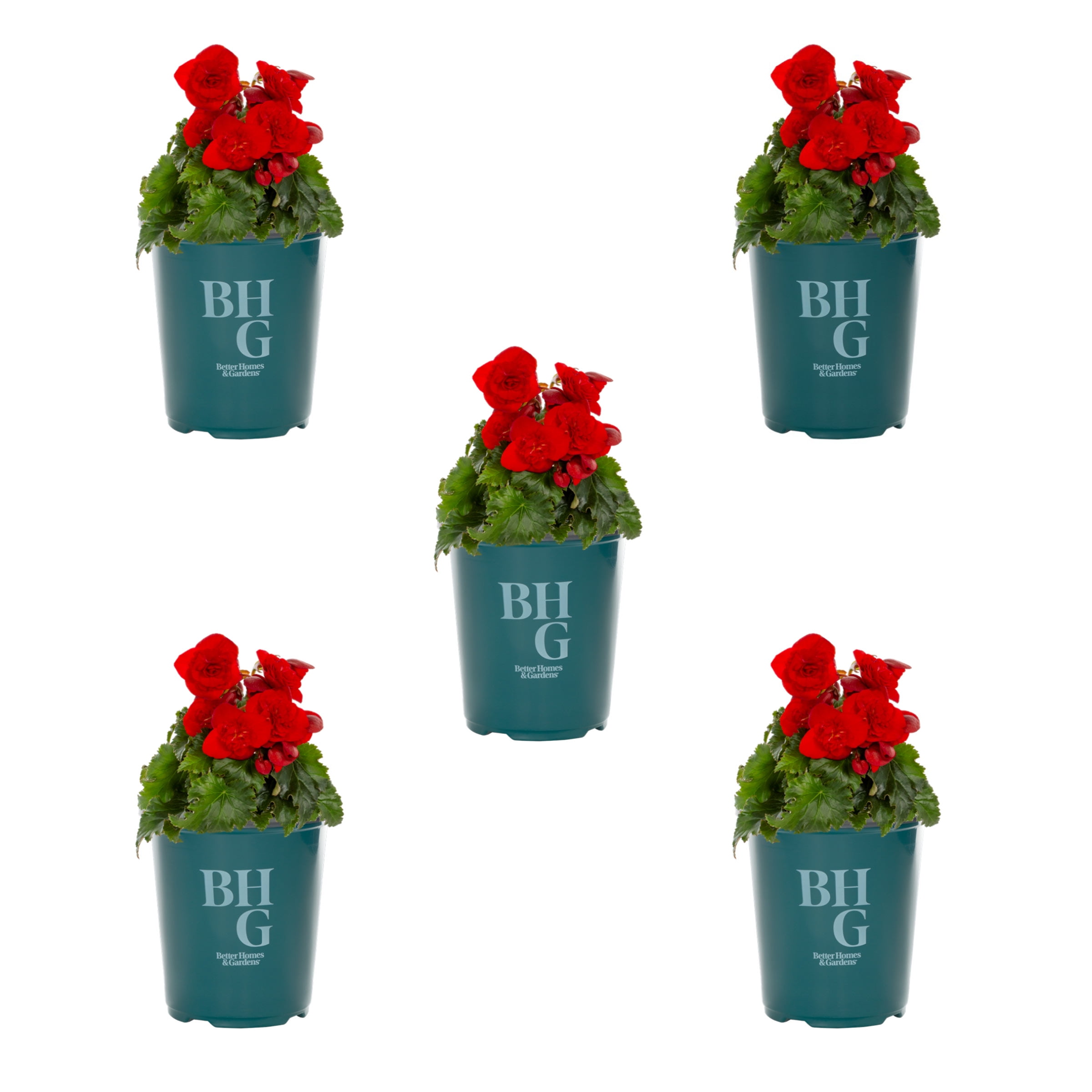 Better Homes & Gardens 1.5PT Red Begonia Live Annual Plant Shade 5-Pack