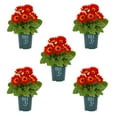 thumbnail image 1 of Better Homes & Gardens 1.5PT Red White Gerbera Daisy Live Annual Plant Sun 5-Pack, 1 of 7