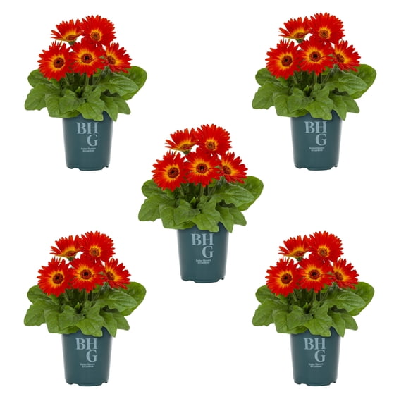 Better Homes & Gardens 1QT Red White Gerbera Daisy Live Annual Plant Sun 5-Pack