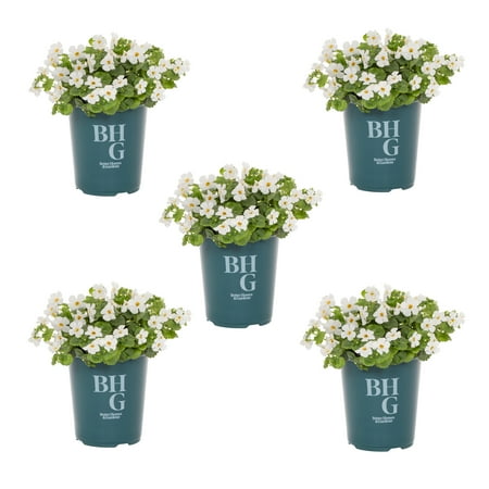 Better Homes & Gardens 1.5PT White Bacopa Live Annual Plant Sun 5-Pack