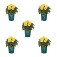 thumbnail image 1 of Better Homes & Gardens 1QT Yellow Begonia Live Annual Plant Shade 5-Pack, 1 of 7