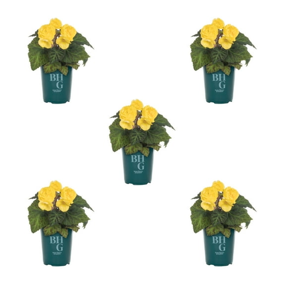 Better Homes & Gardens 1QT Yellow Begonia Live Annual Plant Shade 5-Pack