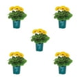 thumbnail image 1 of Better Homes & Gardens 1QT Yellow Gerbera Daisy Live Annual Plant Sun 5-Pack, 1 of 6
