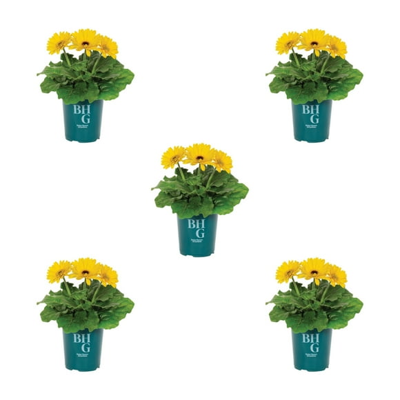 Better Homes & Gardens 1QT Yellow Gerbera Daisy Live Annual Plant Sun 5-Pack