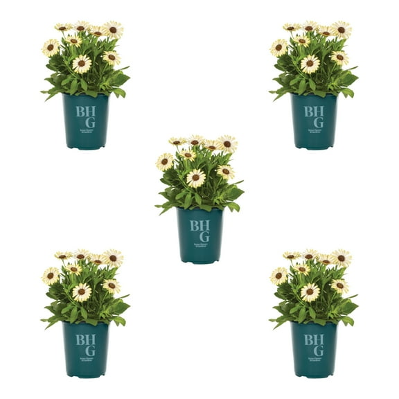 Better Homes & Gardens 1QT Yellow Osteospermum Live Annual Plant Sun 5-Pack