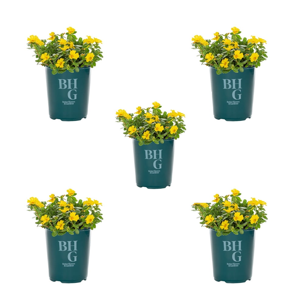Better Homes & Gardens 1.5PT Yellow Purslane Live Annual Plant Sun 5-Pack