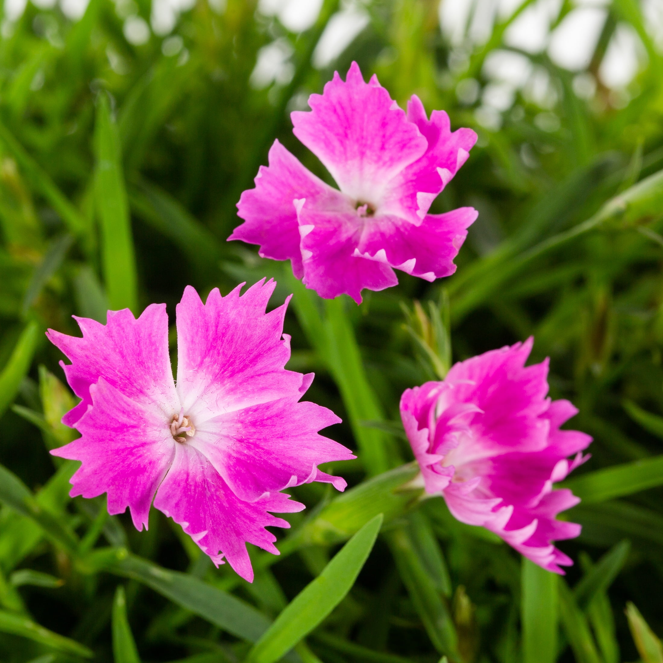 Better Homes Gardens 2 0QT Multi color Dianthus Full Sun Live better-homes-gardens-2-0qt-multi-color-dianthus-full-sun-live
