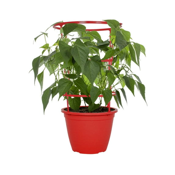 Expert Gardener 2.25gal Green Bean Live Edible Plant Decorative Pot Sun