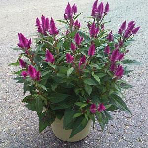 Better Homes & Gardens 2.5 Qt Celosia