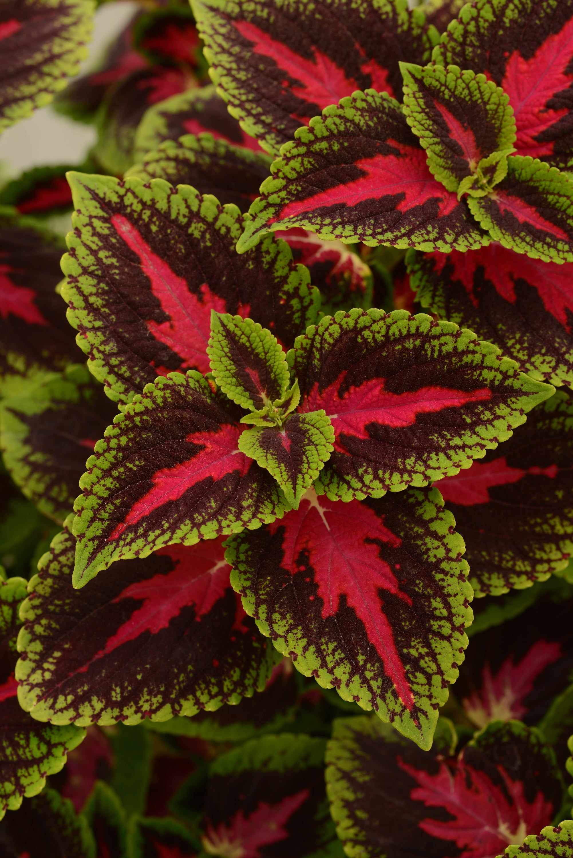 Better Homes & Gardens 2.5 Quart Multicolor Coleus Annual Shade Outdoor Live Plants