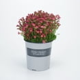 thumbnail image 1 of Better Homes & Gardens 2.5 Quart Multicolor Saxifraga Perennial Outdoor Live Plants Partial Sun, 1 of 4