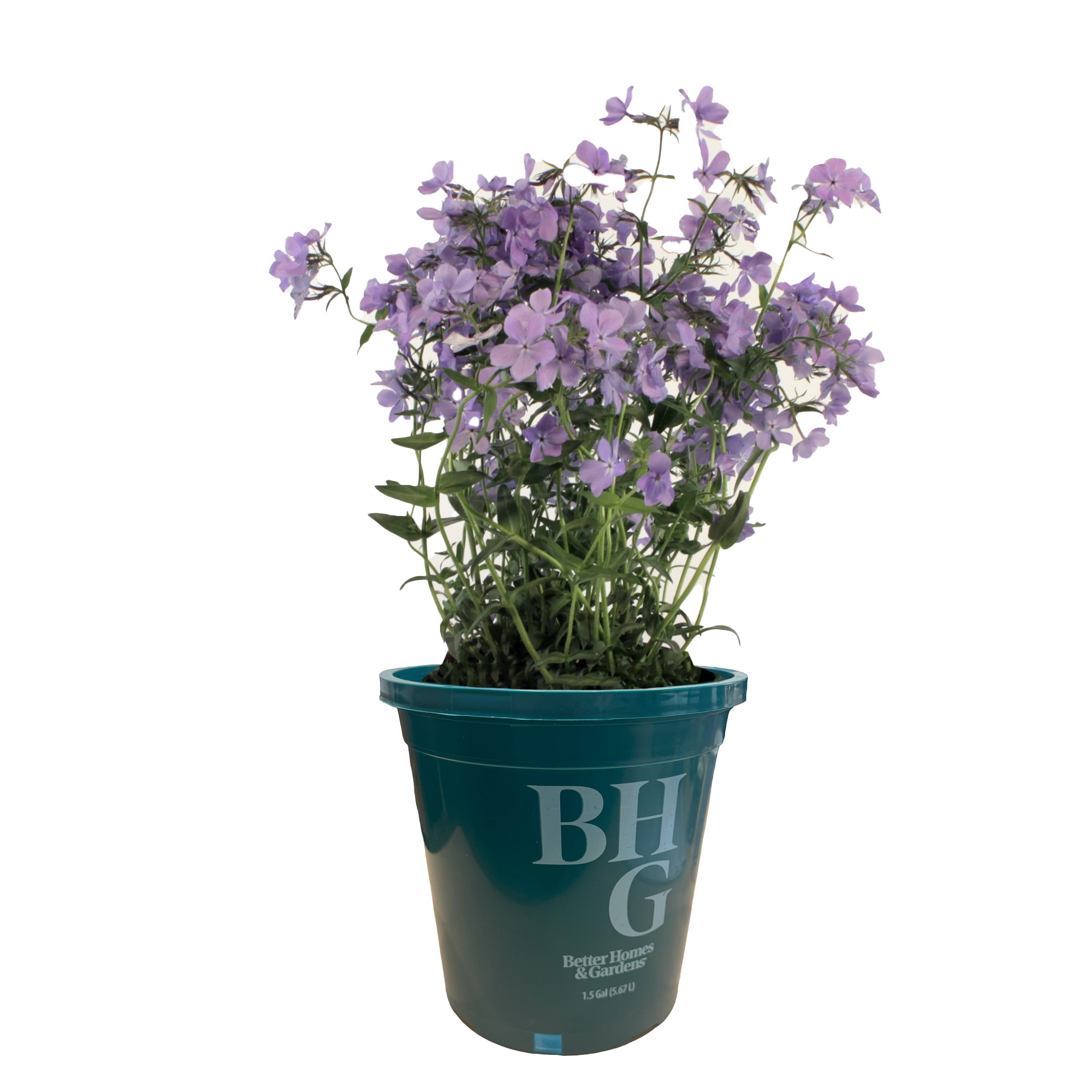 Better Homes & Gardens - 2.5 Quart Blue Woodland Phlox Perennial